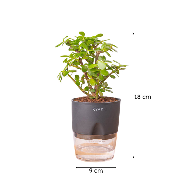 Kyari Jade Plant With Self Watering Pot (Grey) - 18 cm media 8
