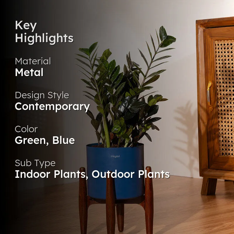 Kyari Black ZZ Plant With Metal Self Watering Pot (Blue) - 2 Feet media 2