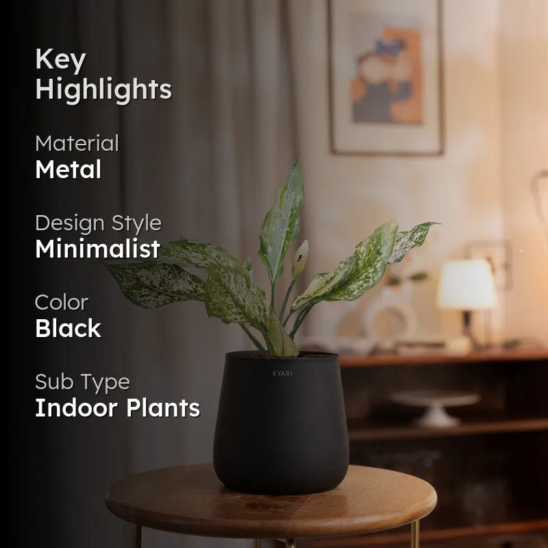 Kyari Aglaonema Snow White Plant With Metal Self Watering Pot - Black media 2