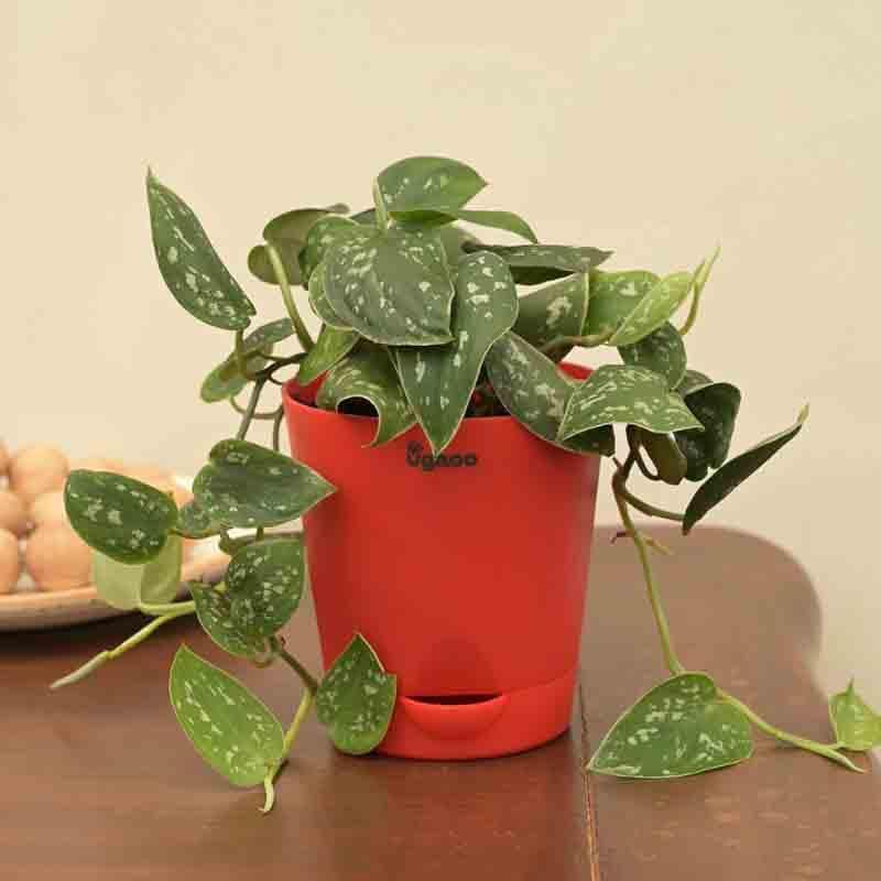 Ugaoo Satin Pothos Argyraeus Plant media 4