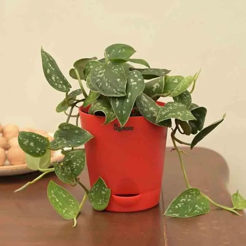 Ugaoo Satin Pothos Argyraeus Plant media 4