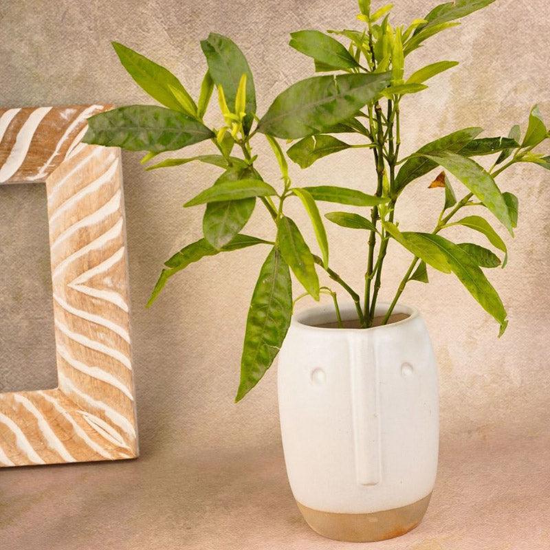 Brisko Face Planter media 4