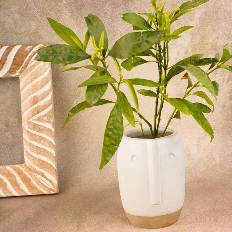 Brisko Face Planter media 4