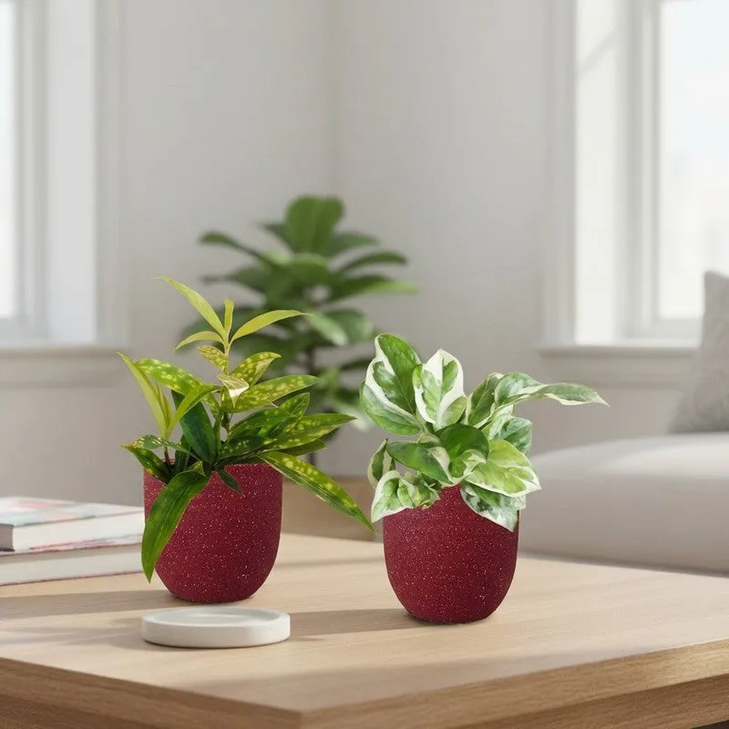 Greenkin Bamboo & Njoy Live Plants (Red) - Set Of Two media 1