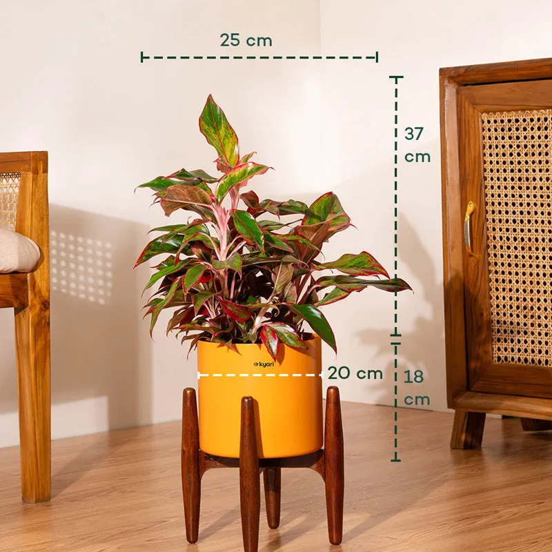Kyari Aglonema Lipstick Plant With Metal Self Watering Pot (Orange) media 5