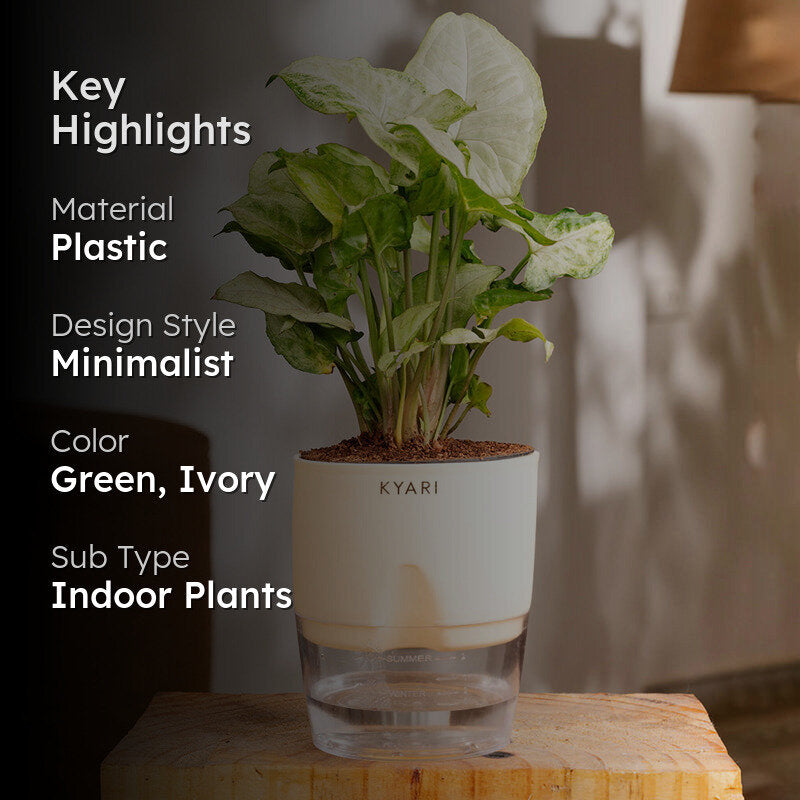 Kyari Syngonium Pixie Plant With Self Watering Pot (Ivory) - 18 cm media 2