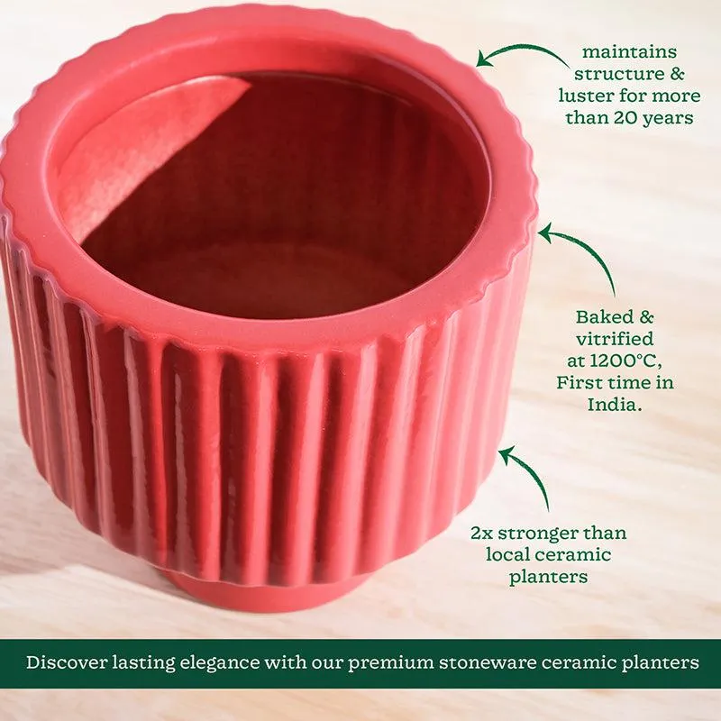 Ugaoo Classic Stria Ceramic Planter - Red media 5