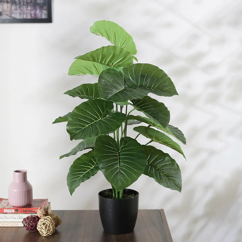 Faux Tropica Rubber Plant With Black Plastic Pot - 2.13 ft media 3