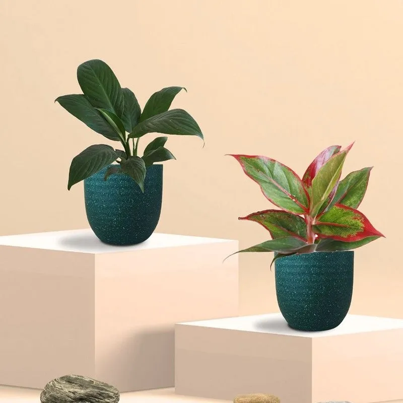 Greenkin Aglaonema Lipstick & Lily Live Plants (Green) - Set Of Two media 3