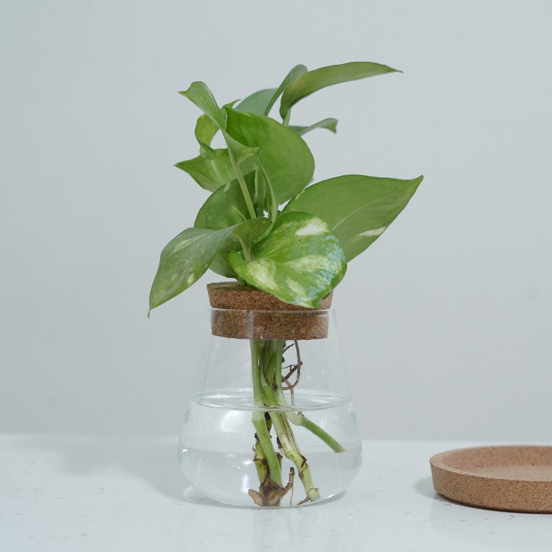 DewNest Home Planter - Two Piece Set media 6