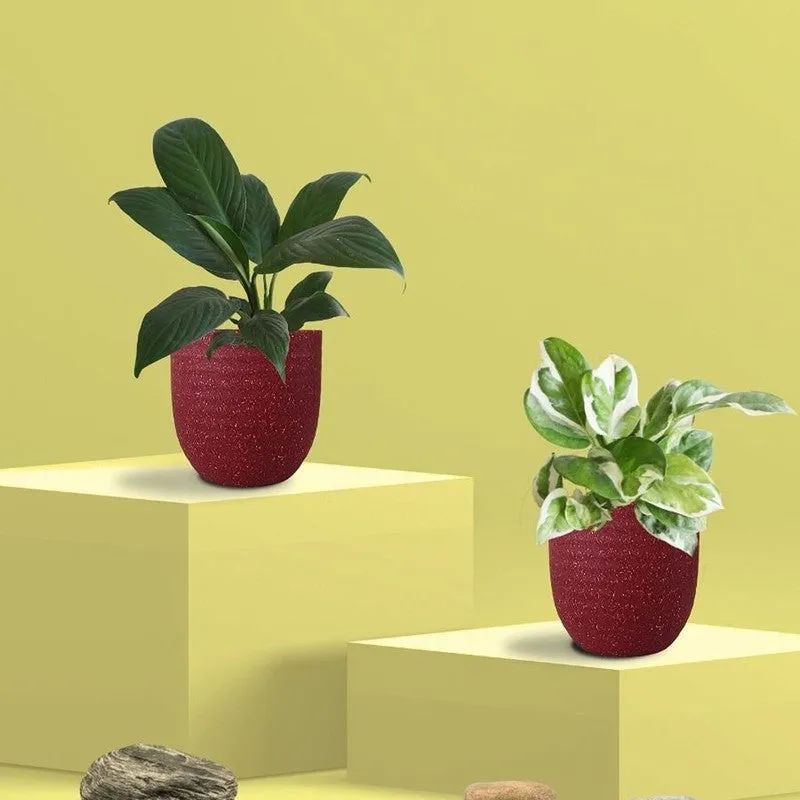 Greenkin Lily & Njoy Live Plants (Red) - Set Of Two media 3