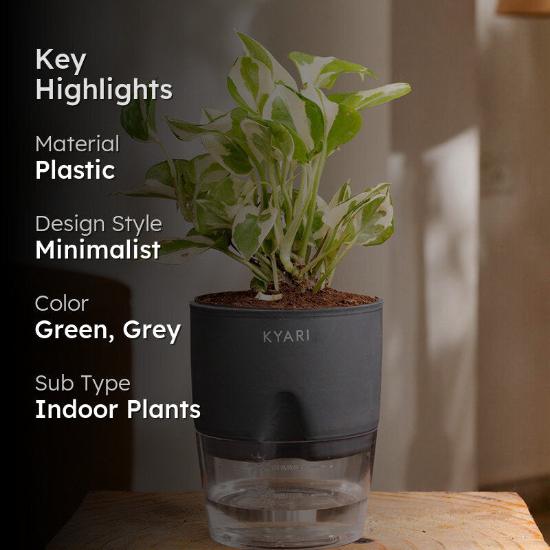 Kyari Money Plant With Self Watering Pot (Grey) - 18 cm media 2