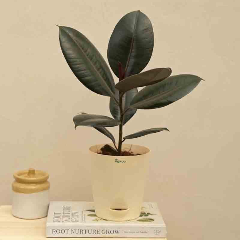 Ugaoo Rubber Plant - Medium media 4