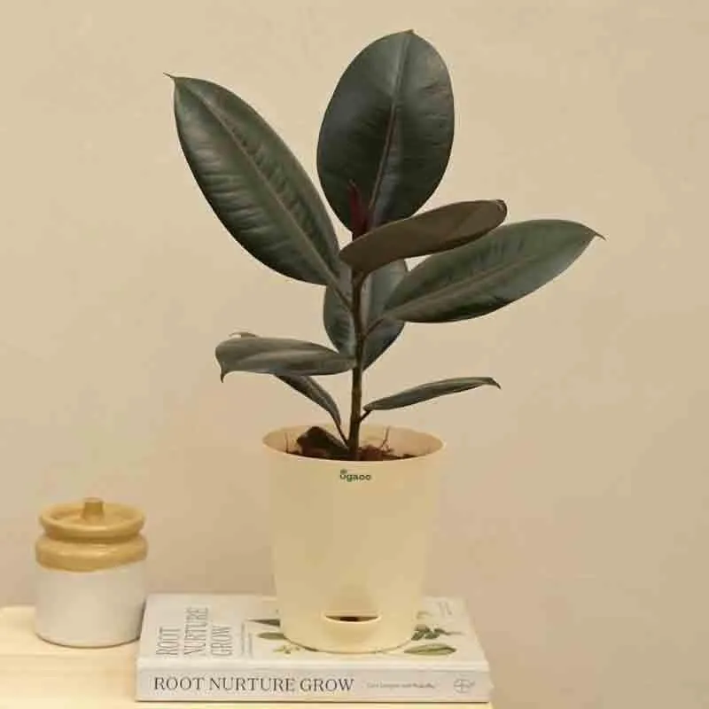 Ugaoo Rubber Plant - Medium media 4