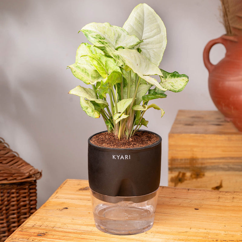 Kyari Syngonium Pixie Plant With Self Watering Pot (Black) - 18 cm media 3