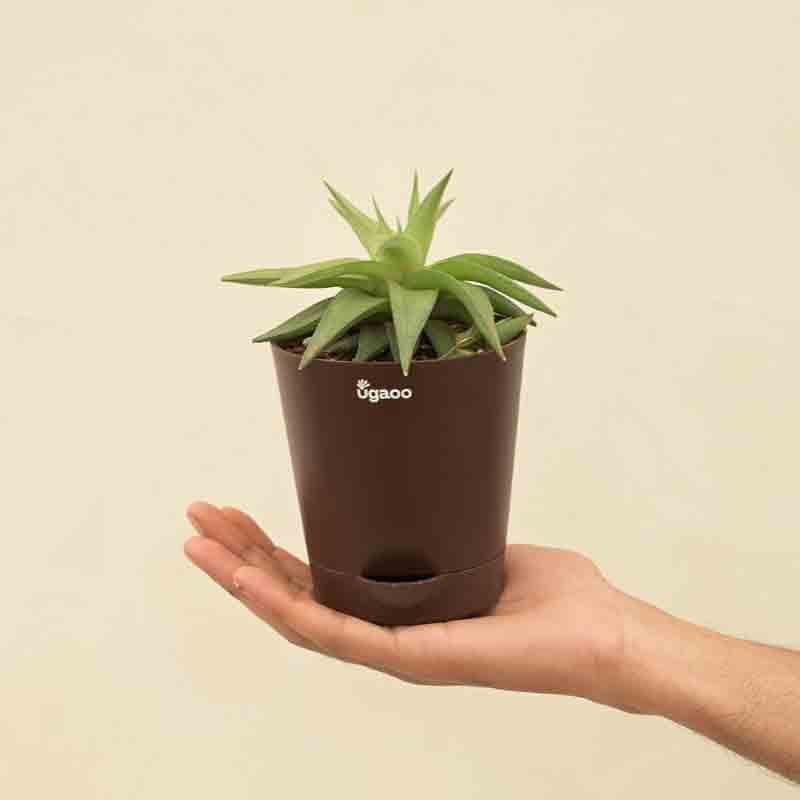 Ugaoo Haworthia Limifolia var. Ubomboensis Plant media 5