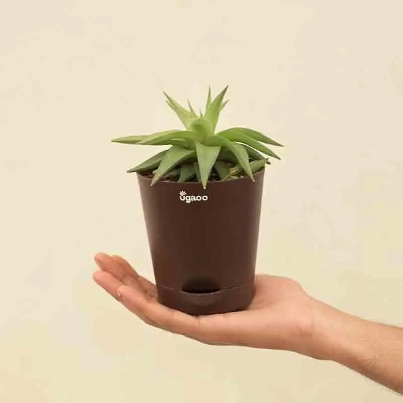 Ugaoo Haworthia Limifolia var. Ubomboensis Plant media 5