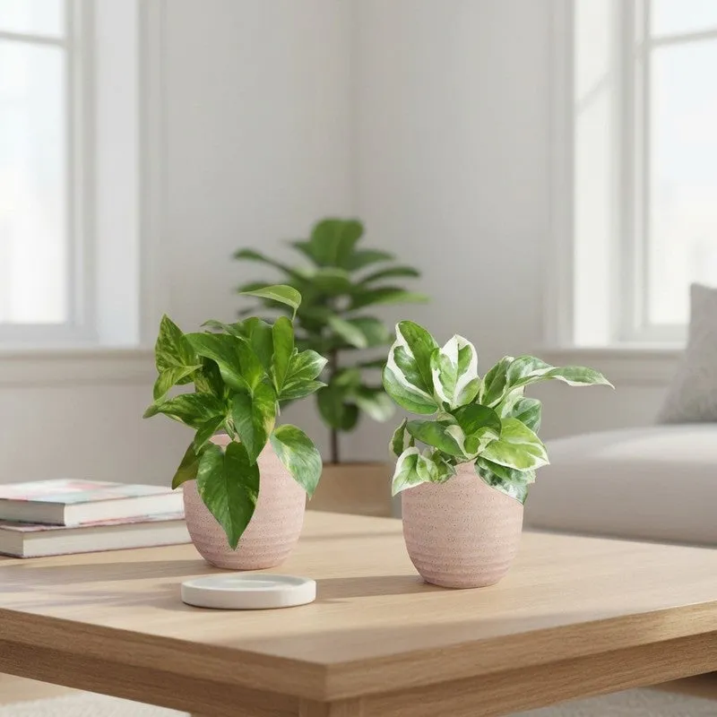Greenkin Money Plant & Gold King Live Plants (Ivory) - Set Of Two media 1