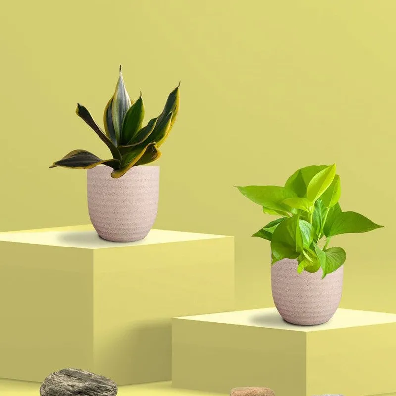 Greenkin Money Plant Golden & Golden Snake Live Plants (Ivory) - Set Of Two media 3