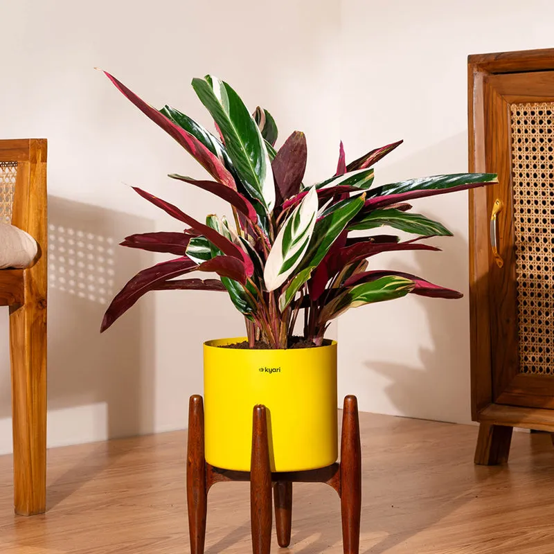 Kyari Calathea Plant With Metal Self Watering Pot (Yellow) - 2 Feet media 1