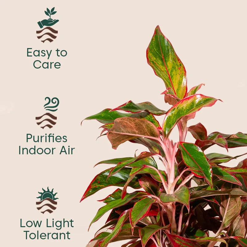 Kyari Aglonema Lipstick Plant With Metal Self Watering Pot (Orange) media 4