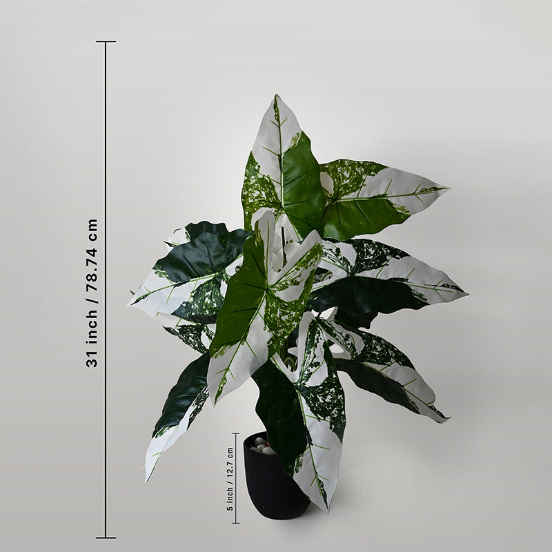 Faux Everlasting Infinity Caladium Plant With Black Plastic Pot - 79 cm (2.6 ft) media 5