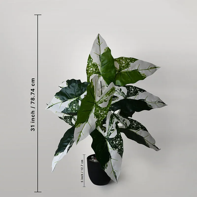 Faux Everlasting Infinity Caladium Plant With Black Plastic Pot - 79 cm (2.6 ft) media 5