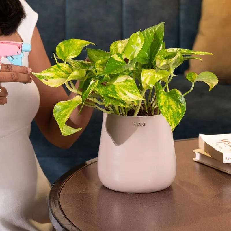 Kyari Money Plant Variegated With Metal Self Watering Pot - Beige media 4