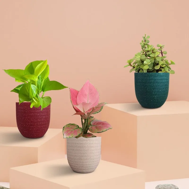 Greenkin Money Attracting Live Plants - Set Of Three media 3