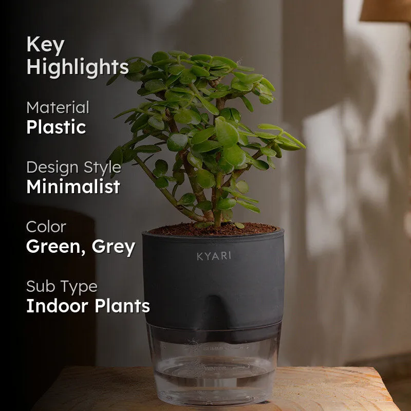 Kyari Jade Plant With Self Watering Pot (Grey) - 18 cm media 2
