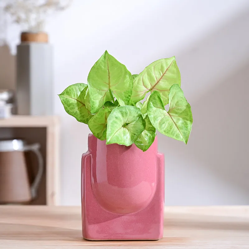 Ugaoo Minimalica Ceramic Planter - Pink media 2