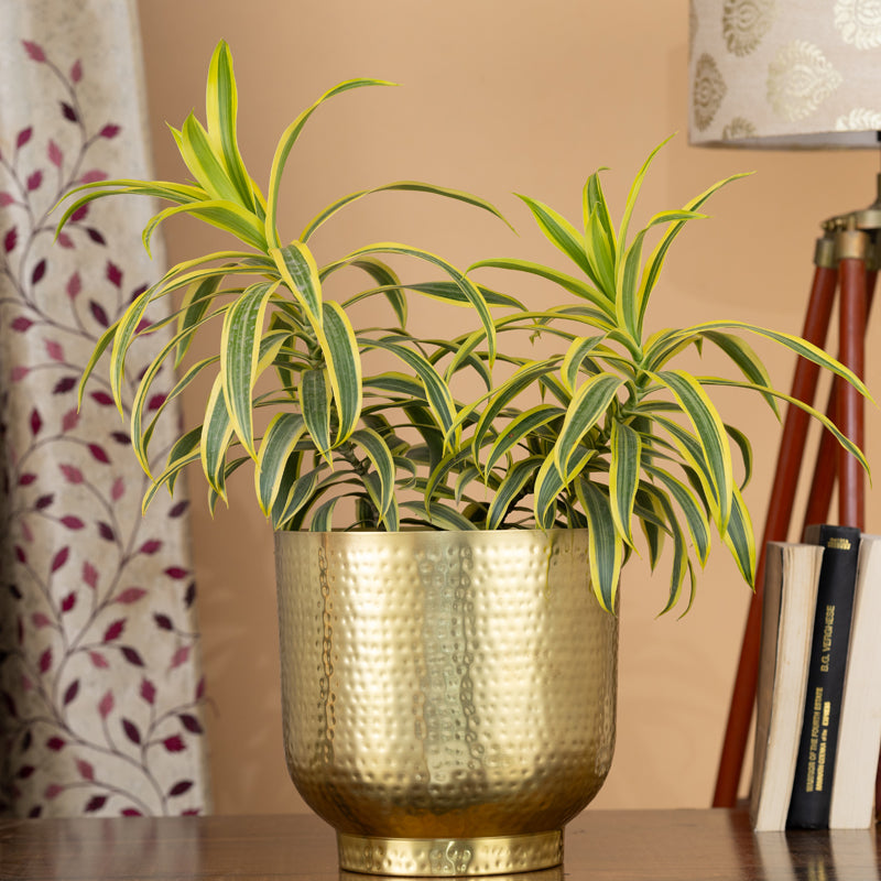 Edo Hammered Golden Planter - Gold media 2