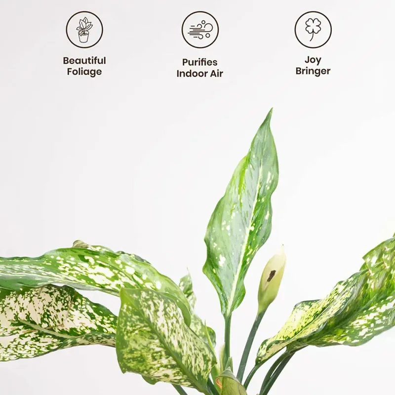 Kyari Aglaonema Snow White With Self Watering Pot - Red media 4