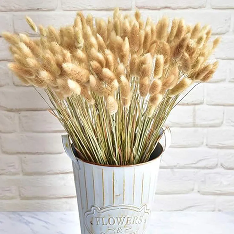 Cloudtail Dried Bunny Tail Stem (Beige) - Set Of Sixty media 3