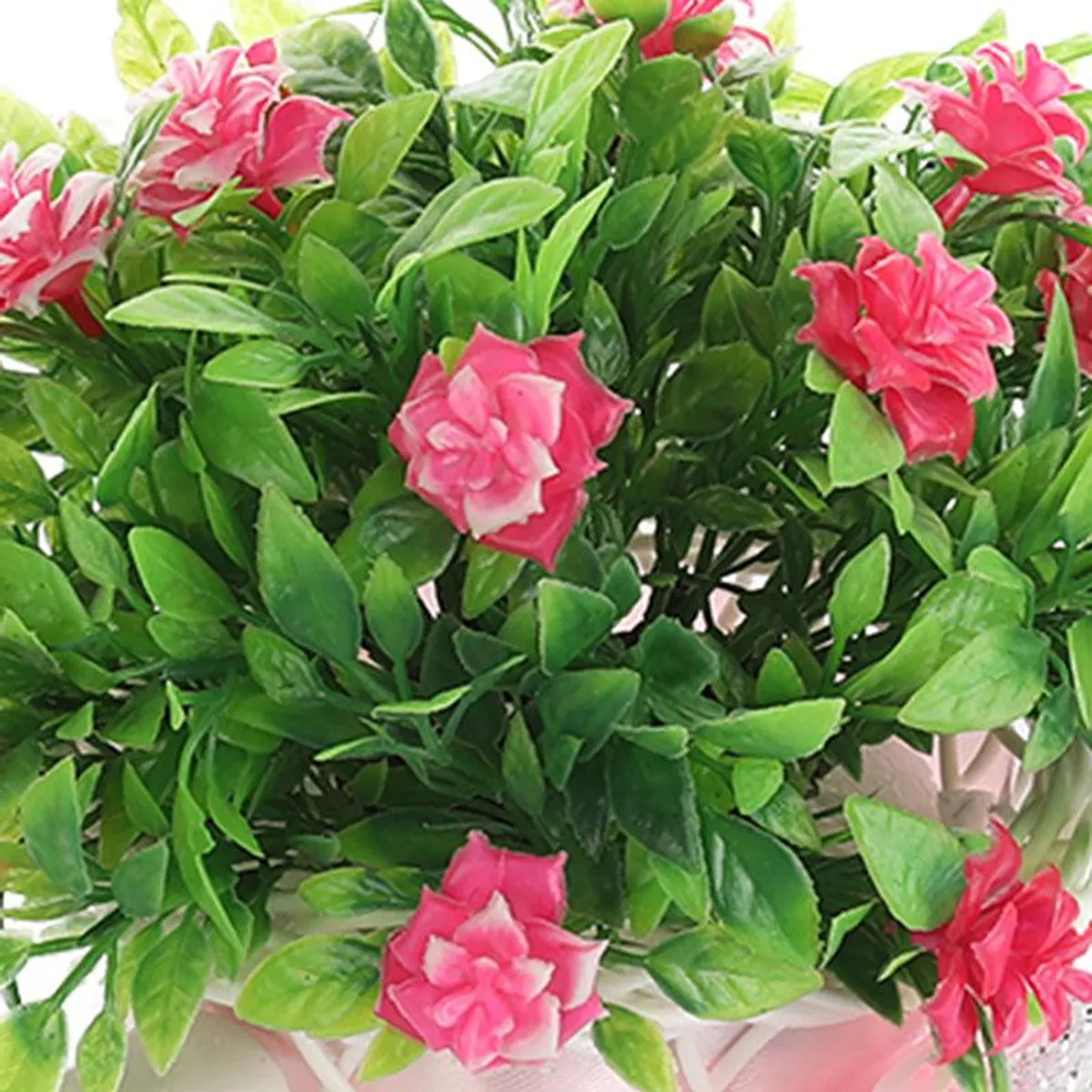 Close-up of pink rose-like flowers surrounded by dense green leaves