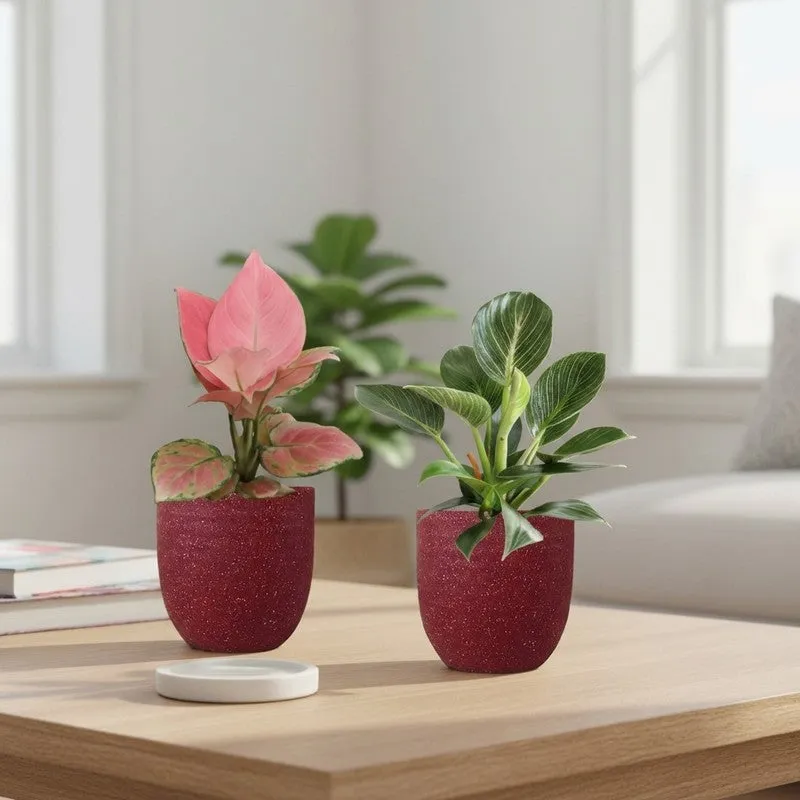 Greenkin Aglaonema & Birkin Live Plants (Maroon) - Set Of Two media 1