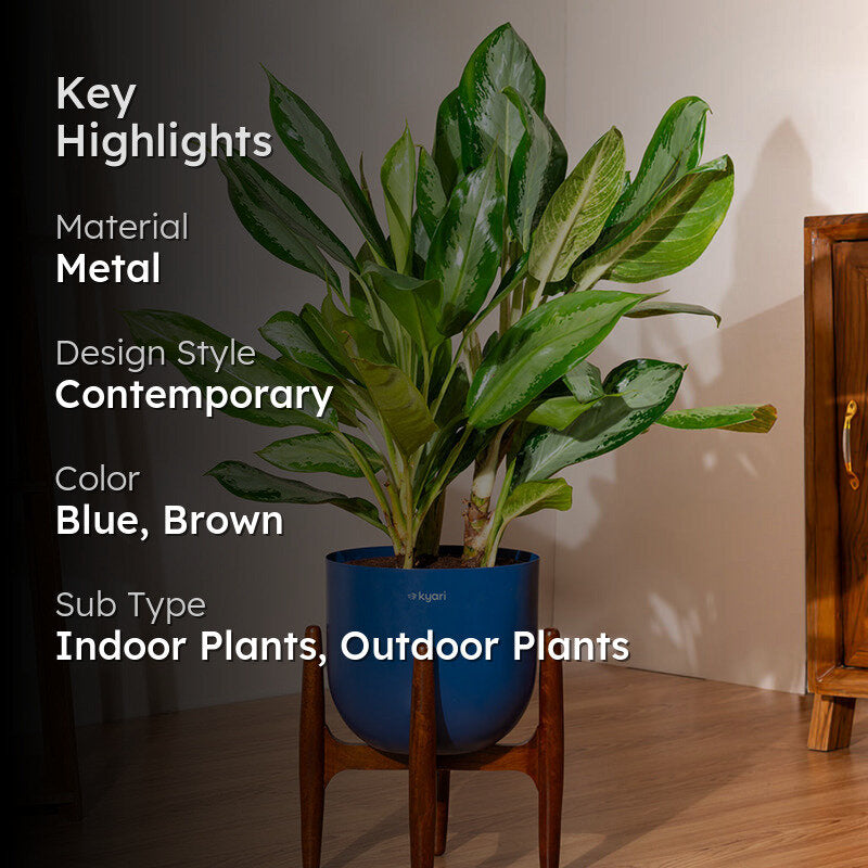 Kyari Agalonema Ice Plant With Metal Self Watering Pot (Blue) - 2.4 Feet media 2