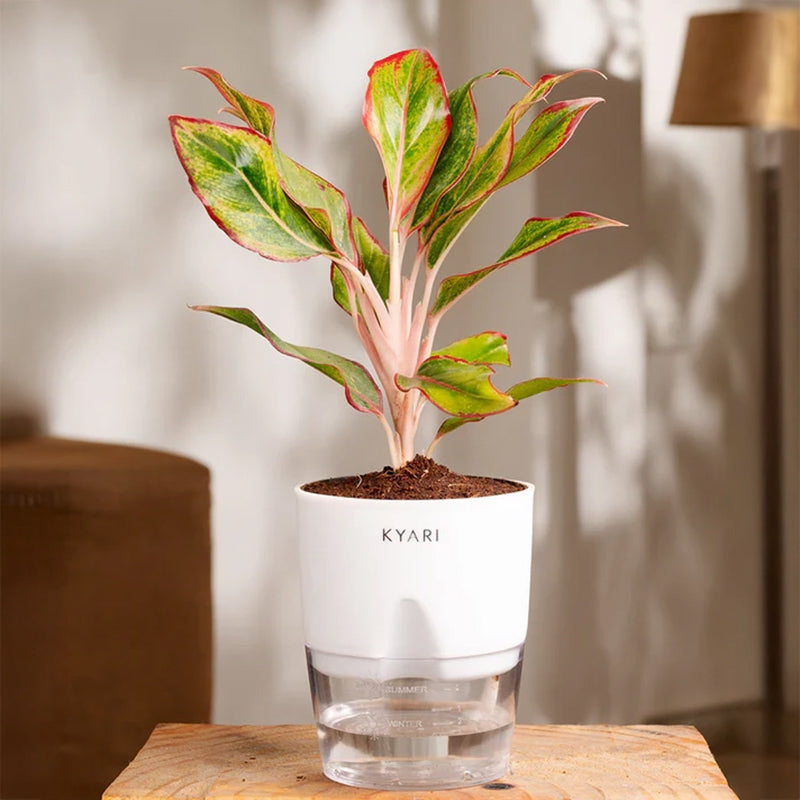 Kyari Aglaonema Lipstick Plant With Self Watering Pot - White media 6