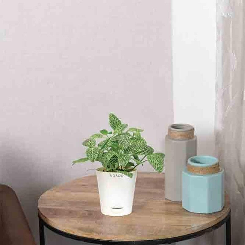 Live Plants