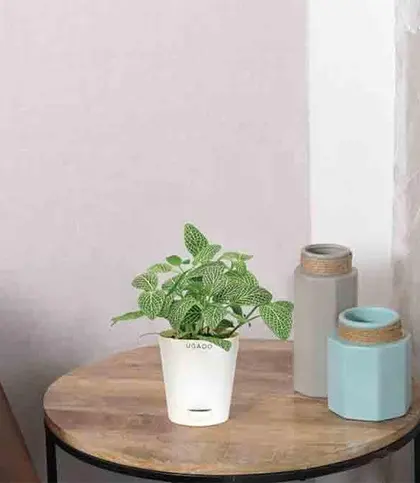 Live Plants