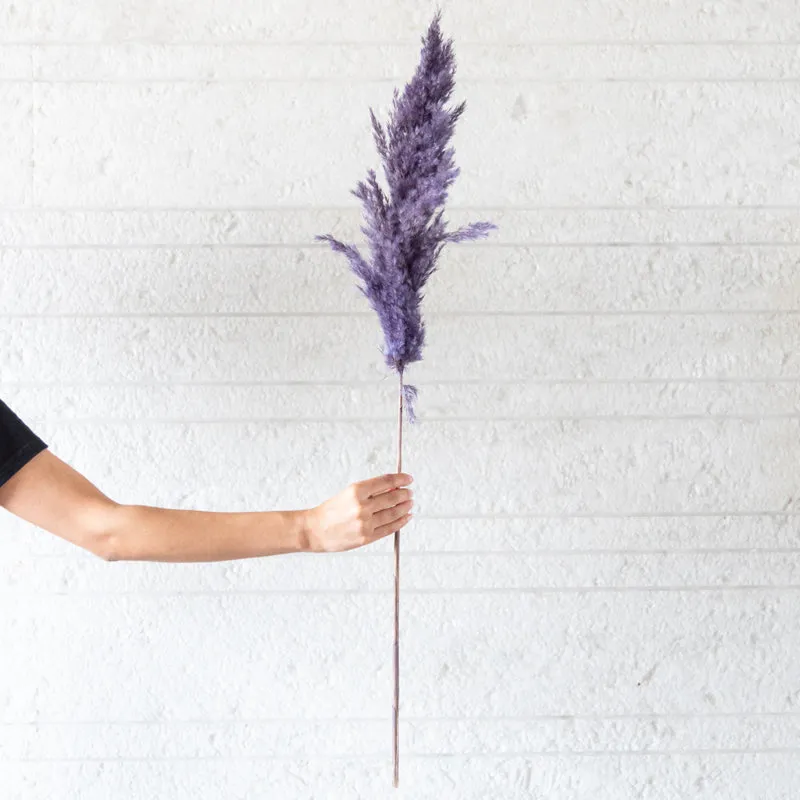Sittora Pampas Stick (Lavender) - Set Of Ten media 1