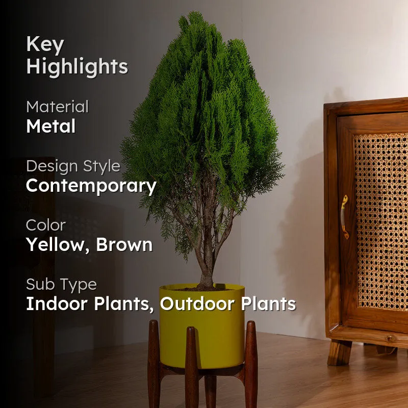 Kyari Thuja Plant With Metal Self Watering Pot (Yellow) - 2.5 Feet media 2
