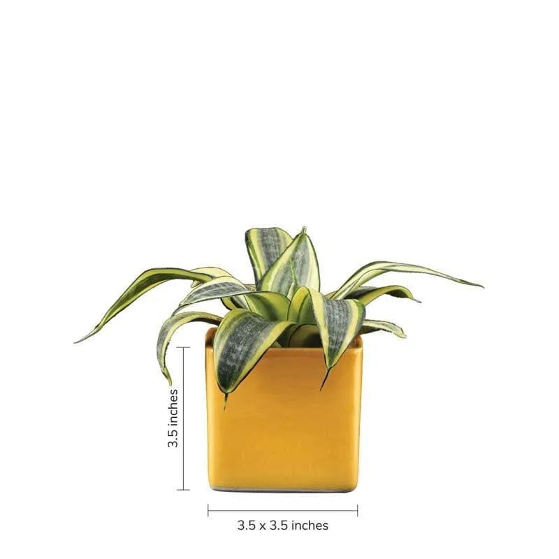 Ugaoo Square Yellow Ceramic Pot media 4