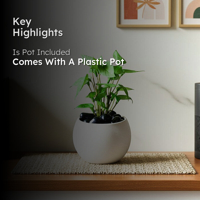 Moniva Artificial Pothos/Money Plant With Black Plastic Pot (Light Green) - 19 cm media 2
