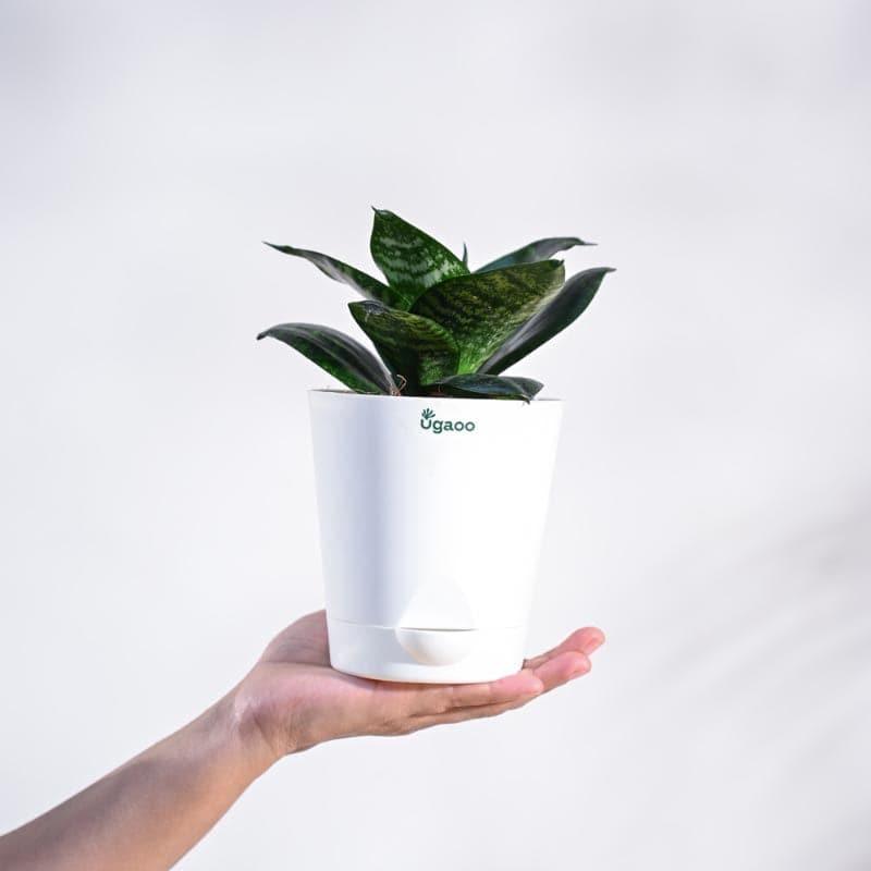 Ugaoo Spider, Sanseveria Air Purifier Plants With Pot - Set Of Two media 3