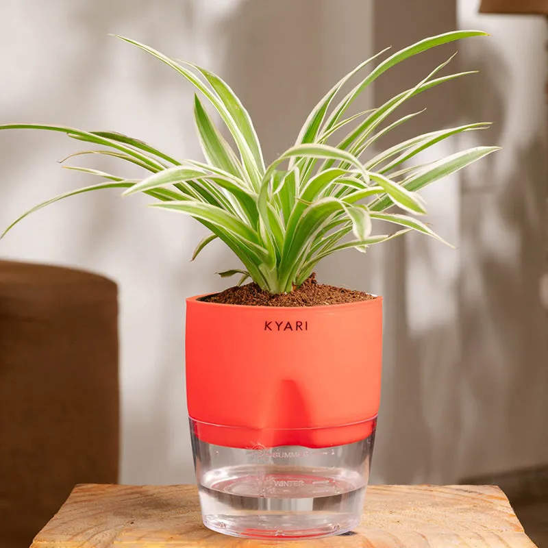 Kyari Spider Plant With Self Watering Pot (Red) - 18 cm media 1