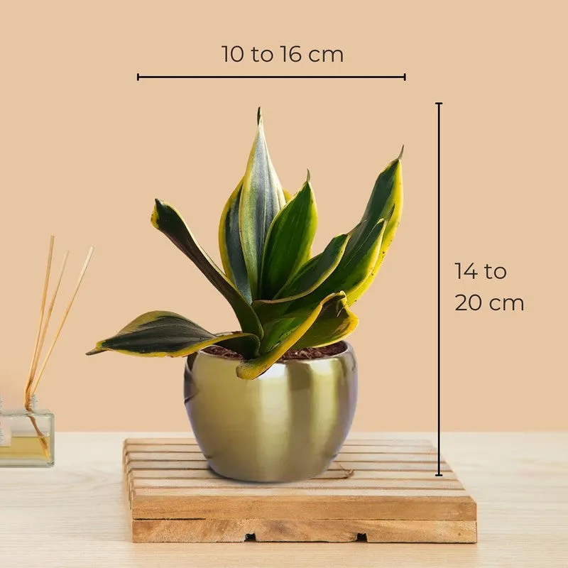 Greenkin Golden Snake Live Plant media 7