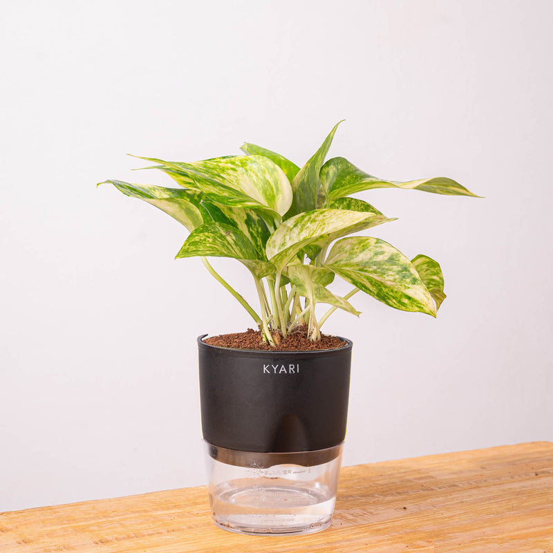 Kyari Money Variegated Plant With Self Watering Pot (Black) - 18 cm media 9