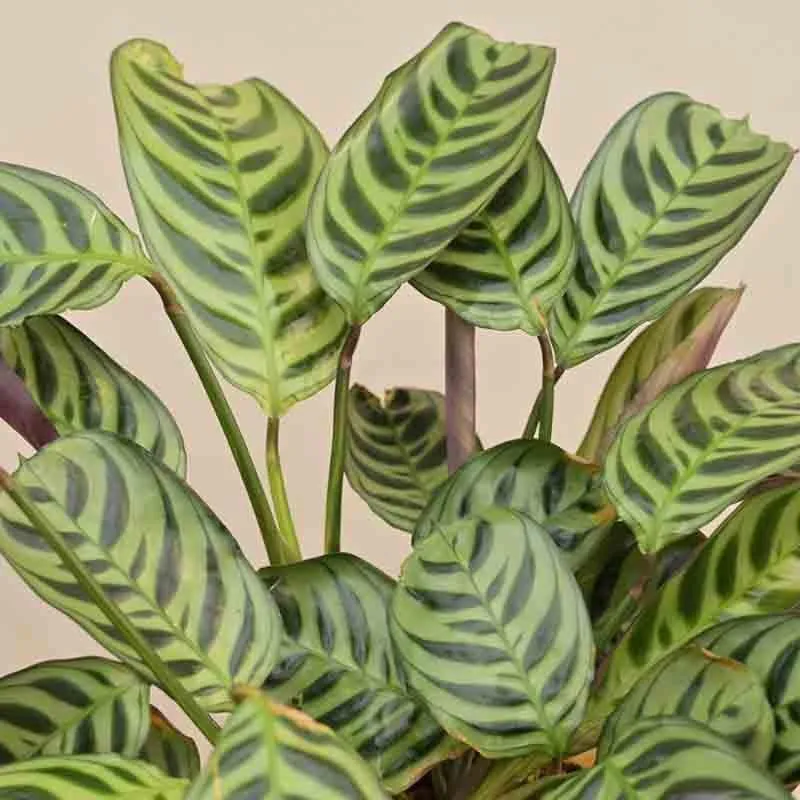 Ugaoo Calathea Burle Marxii Plant media 3