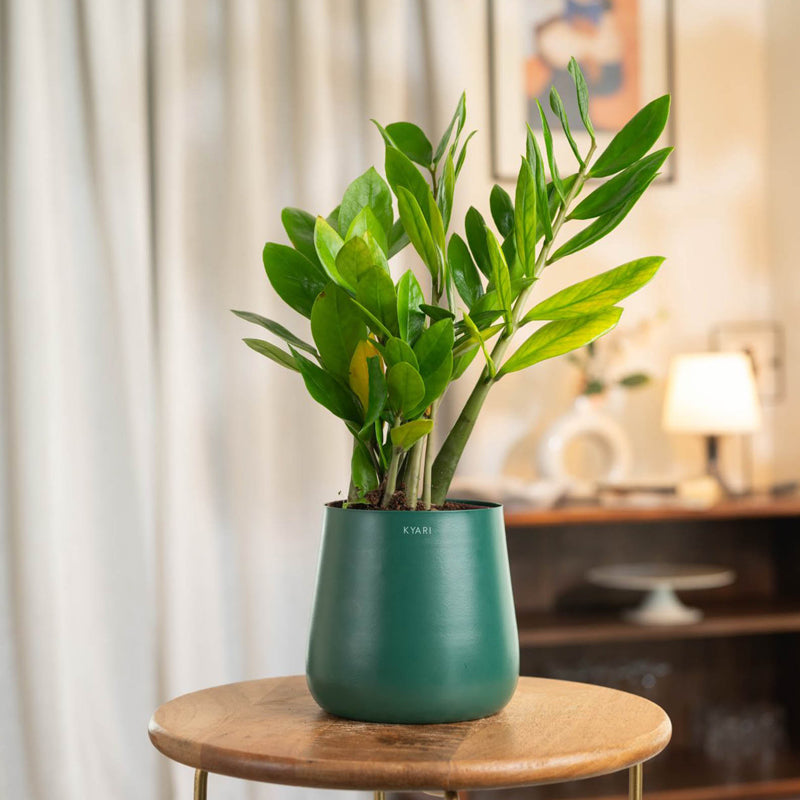 Kyari Zamia Plant With Metal Self Watering Pot (Green) - 1 Foot